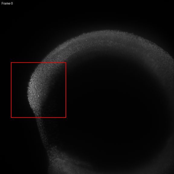 LiLiTTool — zebrafish tail tracking over 30h